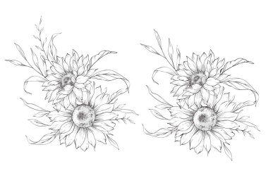 Ayçiçeği çizimi. Sunflower illüstrasyonunu özetle. El yapımı ayçiçeği arka planı. Botanik Tek Krom Çiçek Sanatı. Ayçiçeği Düğünü