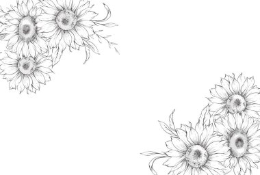 Ayçiçeği çizimi. Sunflower illüstrasyonunu özetle. El yapımı ayçiçeği arka planı. Botanik Tek Krom Çiçek Sanatı. Ayçiçeği Düğünü