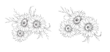 Ayçiçeği çizimi. Sunflower illüstrasyonunu özetle. El yapımı ayçiçekleri. Tek Renkli Çiçek Hattı Sanatı. Botanik boyama. Ayçiçeği Düğünü