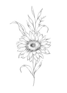 Ayçiçeği çizimi. Sunflower illüstrasyonunu özetle. El yapımı ayçiçeği arka planı. Botanik Tek Krom Çiçek Sanatı. Ayçiçeği Düğünü