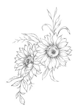 Ayçiçeği çizimi. Sunflower illüstrasyonunu özetle. El yapımı ayçiçeği arka planı. Botanik Tek Krom Çiçek Sanatı. Ayçiçeği Düğünü