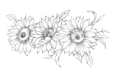 Ayçiçeği çizimi. Sunflower illüstrasyonunu özetle. El yapımı ayçiçeği arka planı. Botanik Tek Krom Çiçek Sanatı. Ayçiçeği Düğünü