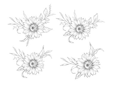 Ayçiçeği çizimi. Sunflower illüstrasyonunu özetle. El yapımı ayçiçeği arka planı. Botanik Tek Krom Çiçek Sanatı. Ayçiçeği Düğünü