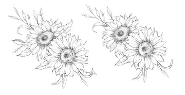 Ayçiçeği çizimi. Sunflower illüstrasyonunu özetle. El yapımı ayçiçeği arka planı. Botanik Tek Krom Çiçek Sanatı. Ayçiçeği Düğünü