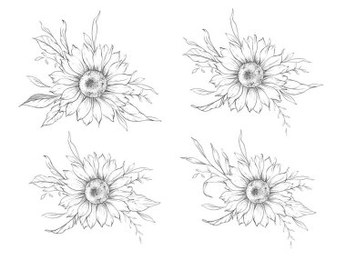 Ayçiçeği çizimi. Sunflower illüstrasyonunu özetle. El yapımı ayçiçeği arka planı. Botanik Tek Krom Çiçek Sanatı. Ayçiçeği Düğünü