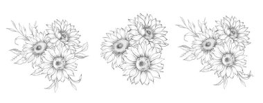 Ayçiçeği çizimi. Sunflower illüstrasyonunu özetle. El yapımı ayçiçeği arka planı. Botanik Tek Krom Çiçek Sanatı. Ayçiçeği Düğünü