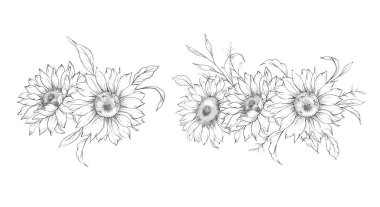 Ayçiçeği çizimi. Sunflower illüstrasyonunu özetle. El yapımı ayçiçeği arka planı. Botanik Tek Krom Çiçek Sanatı. Ayçiçeği Düğünü