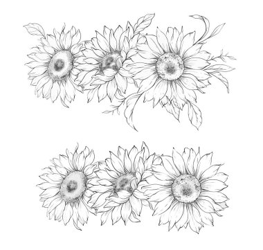 Ayçiçeği çizimi. Sunflower illüstrasyonunu özetle. El yapımı ayçiçeği arka planı. Botanik Tek Krom Çiçek Sanatı. Ayçiçeği Düğünü