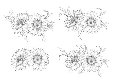 Ayçiçeği çizimi. Sunflower illüstrasyonunu özetle. El yapımı ayçiçeği arka planı. Botanik Tek Krom Çiçek Sanatı. Ayçiçeği Düğünü
