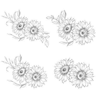 Ayçiçeği çizimi. Sunflower illüstrasyonunu özetle. El yapımı ayçiçeği arka planı. Botanik Tek Krom Çiçek Sanatı. Ayçiçeği Düğünü