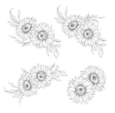 Ayçiçeği çizimi. Sunflower illüstrasyonunu özetle. El yapımı ayçiçeği arka planı. Botanik Tek Krom Çiçek Sanatı. Ayçiçeği Düğünü