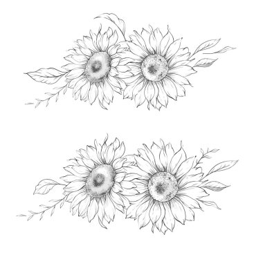 Ayçiçeği çizimi. Sunflower illüstrasyonunu özetle. El yapımı ayçiçeği arka planı. Botanik Tek Krom Çiçek Sanatı. Ayçiçeği Düğünü