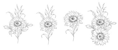 Ayçiçeği çizimi. Sunflower illüstrasyonunu özetle. El yapımı ayçiçeği arka planı. Botanik Tek Krom Çiçek Sanatı. Ayçiçeği Düğünü