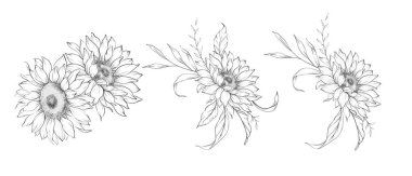 Ayçiçeği çizimi. Sunflower illüstrasyonunu özetle. El yapımı ayçiçeği arka planı. Botanik Tek Krom Çiçek Sanatı. Ayçiçeği Düğünü