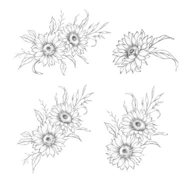Ayçiçeği çizimi. Sunflower illüstrasyonunu özetle. El yapımı ayçiçeği arka planı. Botanik Tek Krom Çiçek Sanatı. Ayçiçeği Düğünü