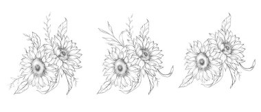 Ayçiçeği çizimi. Sunflower illüstrasyonunu özetle. El yapımı ayçiçeği arka planı. Botanik Tek Krom Çiçek Sanatı. Ayçiçeği Düğünü