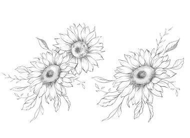 Ayçiçeği çizimi. Sunflower illüstrasyonunu özetle. El yapımı ayçiçeği arka planı. Botanik Tek Krom Çiçek Sanatı. Ayçiçeği Düğünü