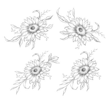 Ayçiçeği çizimi. Sunflower illüstrasyonunu özetle. El yapımı ayçiçeği arka planı. Botanik Tek Krom Çiçek Sanatı. Ayçiçeği Düğünü