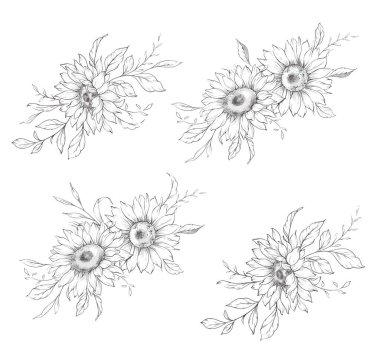 Ayçiçeği çizimi. Sunflower illüstrasyonunu özetle. El yapımı ayçiçeği arka planı. Botanik Tek Krom Çiçek Sanatı. Ayçiçeği Düğünü