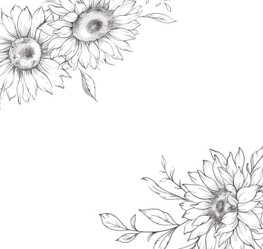 Ayçiçeği çizimi. Sunflower illüstrasyonunu özetle. El yapımı ayçiçeği arka planı. Botanik Tek Krom Çiçek Sanatı. Ayçiçeği Düğünü