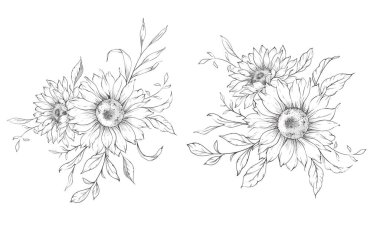 Ayçiçeği çizimi. Sunflower illüstrasyonunu özetle. El yapımı ayçiçeği arka planı. Botanik Tek Krom Çiçek Sanatı. Ayçiçeği Düğünü