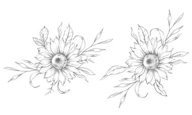 Ayçiçeği çizimi. Sunflower illüstrasyonunu özetle. El yapımı ayçiçeği arka planı. Botanik Tek Krom Çiçek Sanatı. Ayçiçeği Düğünü