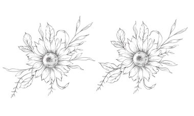 Ayçiçeği çizimi. Sunflower illüstrasyonunu özetle. El yapımı ayçiçeği arka planı. Botanik Tek Krom Çiçek Sanatı. Ayçiçeği Düğünü