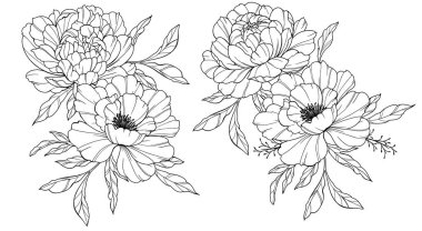 Şakayık Hattı Sanatı. Modaya uygun şakayık buketler ve çiçekler. Botanik Çizgisi Şakayık Koleksiyonu. El çizimi, şakayık çiçekleri. Lüks Çiçek Sanatı. Şakayık Özeti