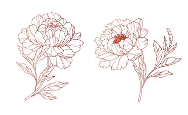 Şakayık Hattı Sanatı. Modaya uygun şakayık buketler ve çiçekler. Botanik Çizgisi Şakayık Koleksiyonu. El çizimi, şakayık çiçekleri. Lüks Çiçek Sanatı. Şakayık Özeti