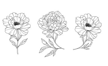 Şakayık Hattı Sanatı. Modaya uygun şakayık buketler ve çiçekler. Botanik Çizgisi Şakayık Koleksiyonu. El çizimi, şakayık çiçekleri. Lüks Çiçek Sanatı. Şakayık Özeti