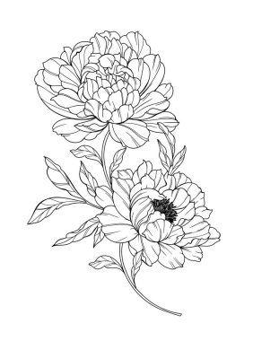 Şakayık Hattı Sanatı. Modaya uygun şakayık buketler ve çiçekler. Botanik Çizgisi Şakayık Koleksiyonu. El çizimi, şakayık çiçekleri. Lüks Çiçek Sanatı. Şakayık Özeti