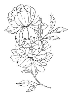 Şakayık Hattı Sanatı. Modaya uygun şakayık buketler ve çiçekler. Botanik Çizgisi Şakayık Koleksiyonu. El çizimi, şakayık çiçekleri. Lüks Çiçek Sanatı. Şakayık Özeti