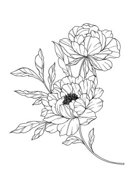 Şakayık Hattı Sanatı. Modaya uygun şakayık buketler ve çiçekler. Botanik Çizgisi Şakayık Koleksiyonu. El çizimi, şakayık çiçekleri. Lüks Çiçek Sanatı. Şakayık Özeti