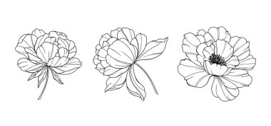 Şakayık Hattı Sanatı. Modaya uygun şakayık buketler ve çiçekler. Botanik Çizgisi Şakayık Koleksiyonu. El çizimi, şakayık çiçekleri. Lüks Çiçek Sanatı. Şakayık Özeti