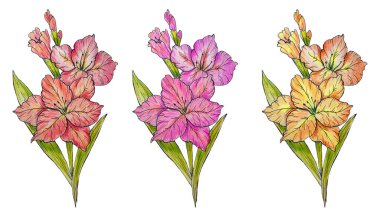 Gladiolus El Çizimi Çizimi. Yeşil Yapraklar ve Gladiolus Çiçek Moda Grafikleri. Yeşillik Dalları ve Çiçek Açan Çiçekler. Kırmızı, Pembe ve Sarı Gladiolus buketleri beyaz arkaplanda izole edilmiş