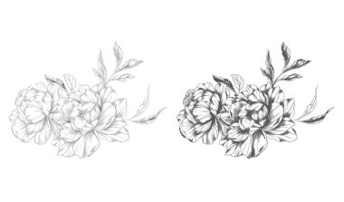 Şakayık Çizgisi Çizimi. Moda çiçekli şakayık buketler çizimi. Botanik Çizgisi Art Peony geçmişi. El çizimi, şakayık çiçekleri. Siyah beyaz şakayık