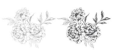 Şakayık Çizgisi Çizimi. Moda çiçekli şakayık buketler çizimi. Botanik Çizgisi Art Peony geçmişi. El çizimi, şakayık çiçekleri. Siyah beyaz şakayık