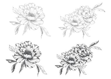 Şakayık Çizgisi Çizimi. Moda çiçekli şakayık buketler çizimi. Botanik Çizgisi Art Peony geçmişi. El çizimi, şakayık çiçekleri. Siyah beyaz şakayık