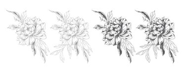 Şakayık Çizgisi Çizimi. Moda çiçekli şakayık buketler çizimi. Botanik Çizgisi Art Peony geçmişi. El çizimi, şakayık çiçekleri. Siyah beyaz şakayık