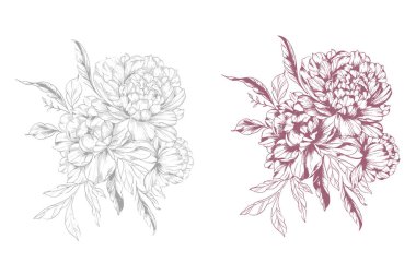 Şakayık Çizgisi Çizimi. Moda çiçekli şakayık buketler çizimi. Botanik Çizgisi Art Peony geçmişi. El çizimi, şakayık çiçekleri. Siyah beyaz şakayık