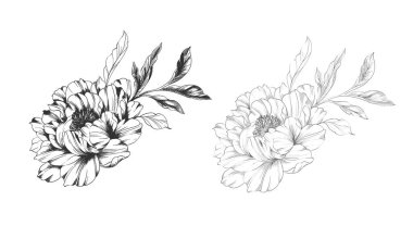 Şakayık Çizgisi Çizimi. Moda çiçekli şakayık buketler çizimi. Botanik Çizgisi Sanat Şakayık Koleksiyonu. El çizimi, şakayık çiçekleri. Siyah beyaz şakayık