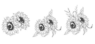 Ayçiçeği çizimi. Sunflower illüstrasyonunu özetle. El yapımı ayçiçeği silueti. Tek Renkli Çiçek Hattı Sanatı. Mürekkep Ayçiçekleri Paketleme için çizim, etiketler. 
