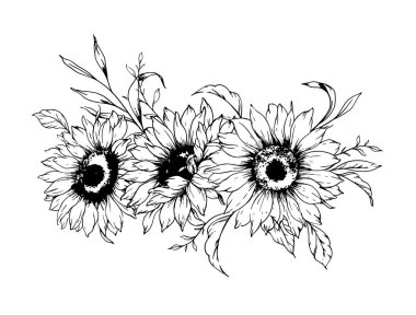 Ayçiçeği çizimi. Sunflower illüstrasyonunu özetle. El yapımı ayçiçeği silueti. Tek Renkli Çiçek Hattı Sanatı. Mürekkep Ayçiçekleri Paketleme için çizim, etiketler. 