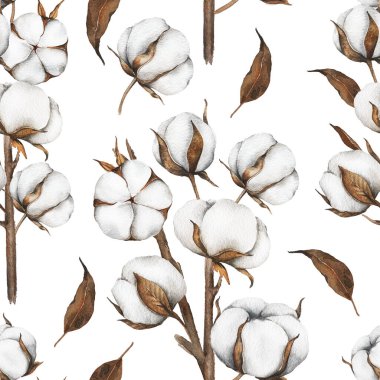 Pamuk Çiçekleri Kusursuz Arkaplan. Modaya uygun minimalist pamuk topları olan botanik arka plan. Çiçekli Suluboya Çizimi. El boyası suluboya pamuk dallar.