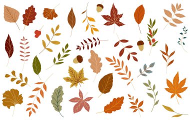 Sonbahar illüstrasyon bırakır. Beyaz arka planda sonbahar yaprakları. Bayram kartları, şablonlar, Şükran Günü tasarımı için basit sonbahar grafikleri. Yaprak Düz Çizim. Botanik Tasarım
