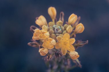 A macro photo of the cluster of yellow flowers belonging to Bulbine abyssinica, or Bushy Bulbine, a succulent herb indigenous to eastern and Southern Africa. clipart