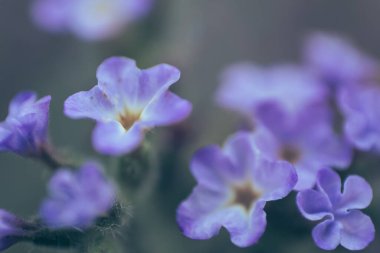 A closeup of the tiny flowers of Blue Heliotrope, Heliotropium Amplexicaule, a perennial herb native to South America. Photographed in South Africa clipart