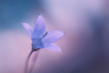 Wahlenbergia Undulata 'nın narin, mor bir Afrika BlueBell' inin yakın çekimi. Bu kır çiçeği Güney Afrika 'ya özgüdür.