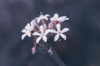 Vahşi verbena ya da Pentanisia Prunelloides 'in yakın plan fotoğrafı. Güney Afrika' ya özgü leylak çiçekleri olan bir daimi fotoğraf.