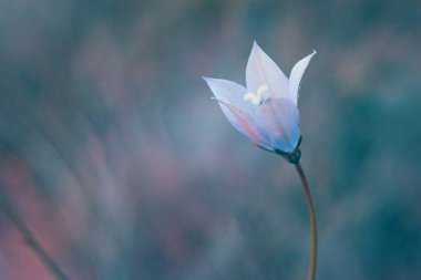 Wahlenbergia Undulata 'nın narin, mor bir Afrika BlueBell' inin yakın çekimi. Bu kır çiçeği Güney Afrika 'ya özgüdür.